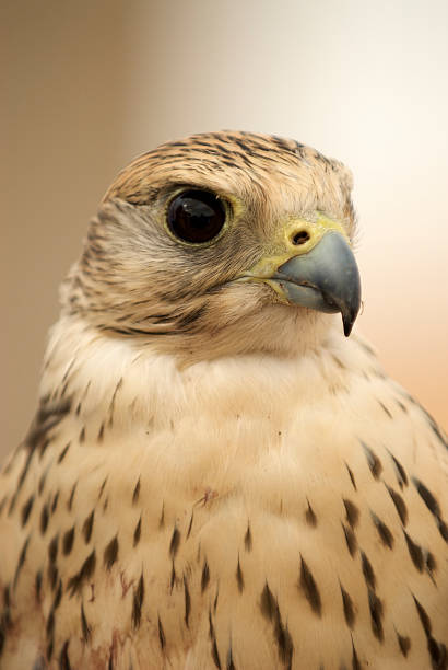 Close-up of the famous Peregrine falcon, which is a wild bird, in the desert of Saudi Arabia