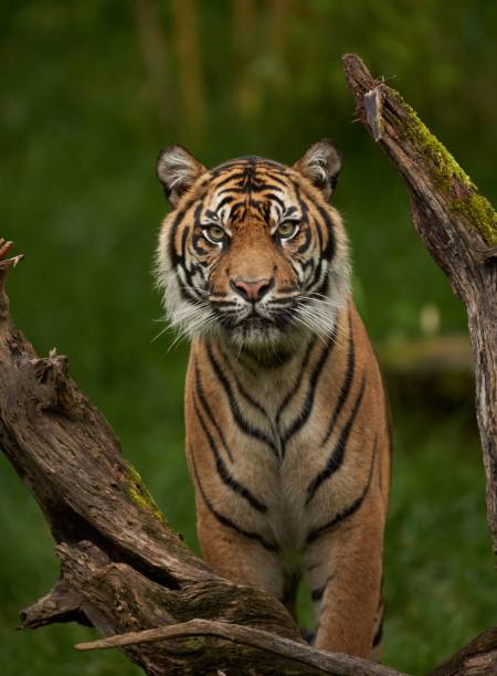 Bengal Tiger in captivity staring at my lens